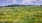 field of wildflowers at Saratoga National Historical Park